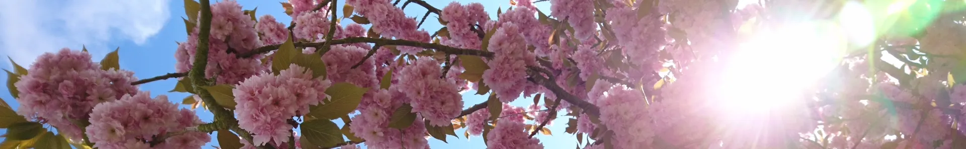 Banner - Kirschblüten
