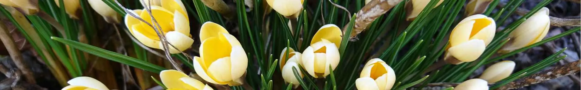 Banner Frühling 2