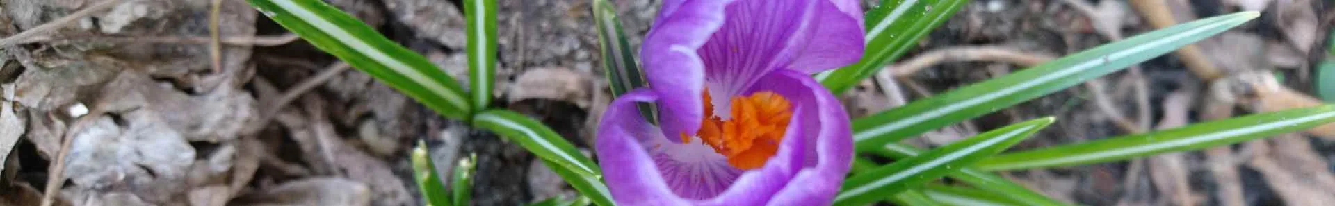 Banner Frühling 4