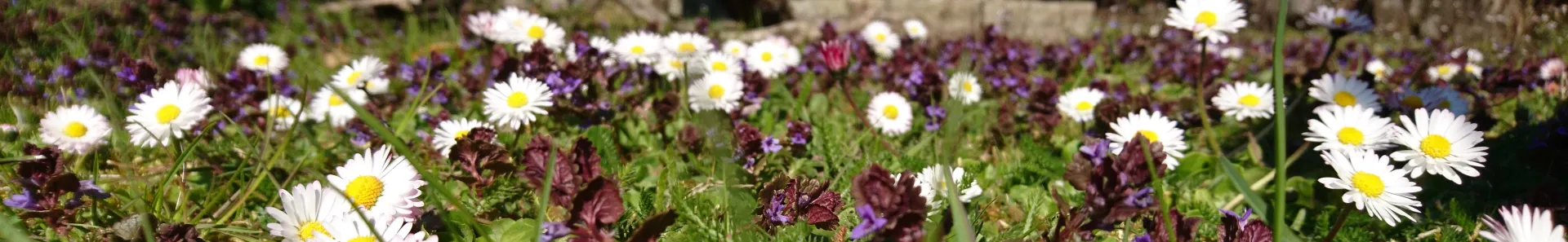 Banner - Gänseblümchen