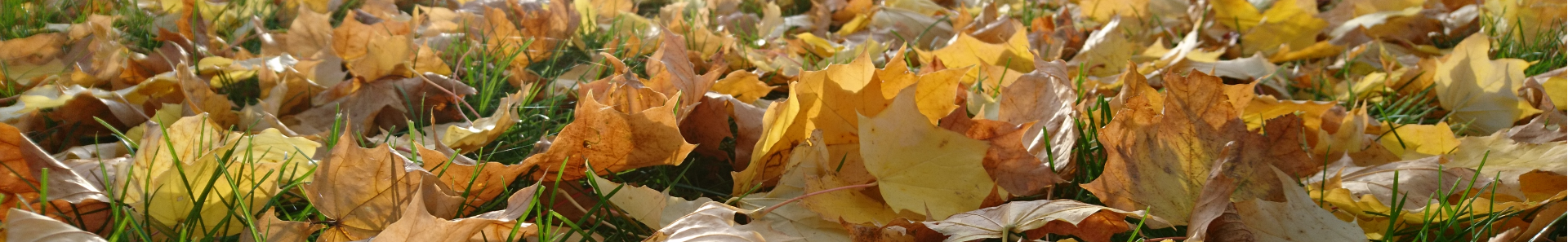 Herbst - Blätter