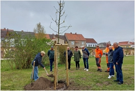 Baum des Jahres 2026