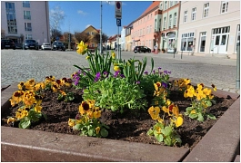Blumen Marktplatz 18.03.2022