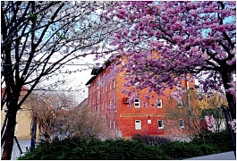 Foto des Monats April